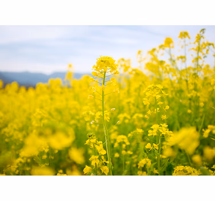 fototapet med fargede gule blomster - Tenstickers