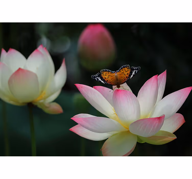 Elegant lotusblomst fototapet blomster - Tenstickers