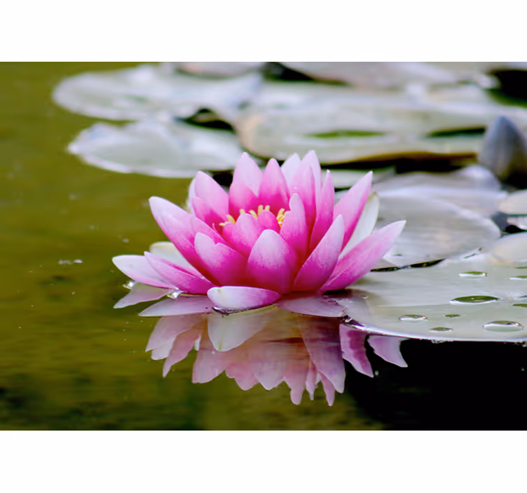 Grasiøs rosa lotus fototapet blomster - Tenstickers