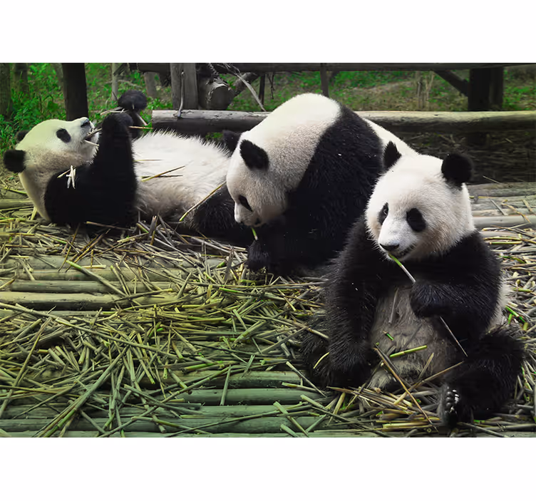 Leken pandafamilie fototapet dyr - Tenstickers