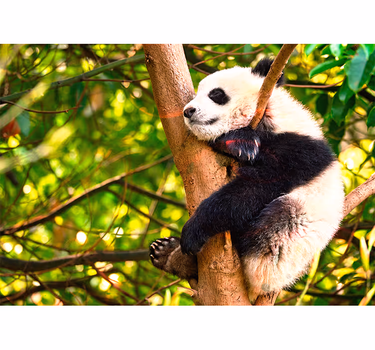 Avslappende pandaunge fototapet dyr - Tenstickers