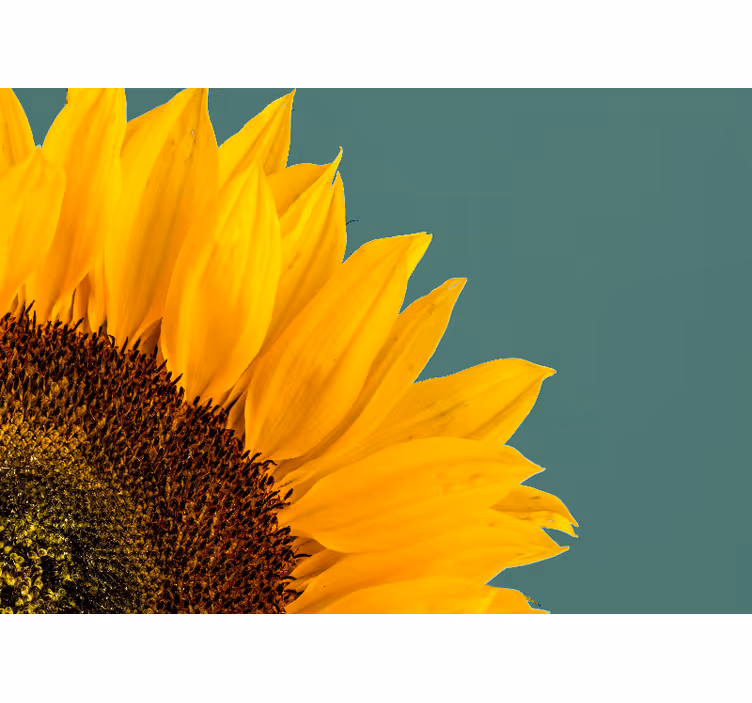 Solsikke, nærbilde fototapet blomster - Tenstickers