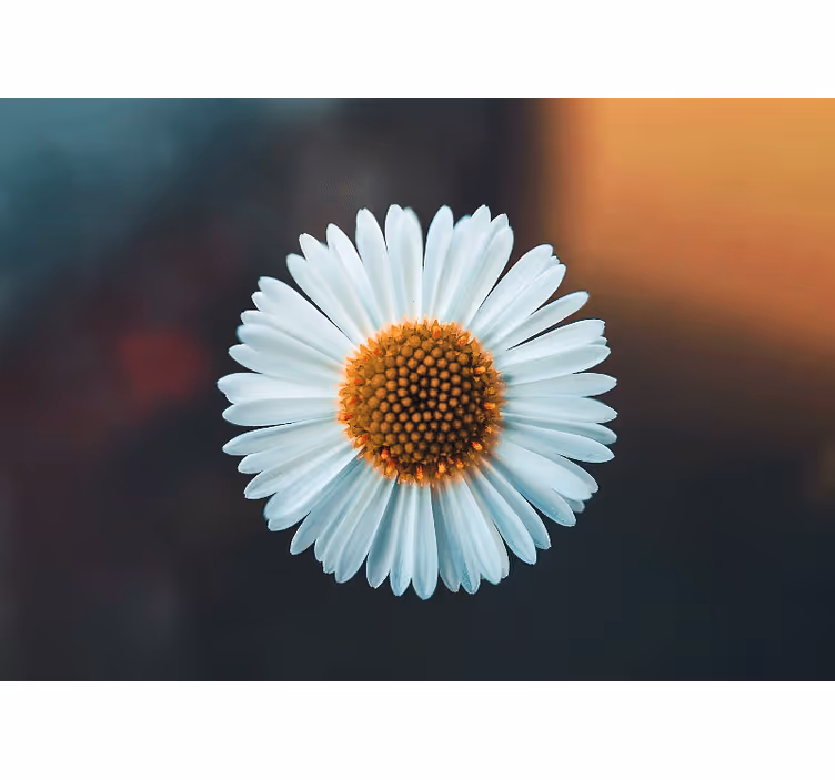Fototapet blomster med design av tusenfryd - Tenstickers