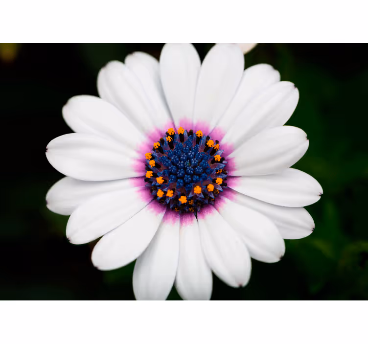Fototapet blomster hvite blomsterknopper - Tenstickers