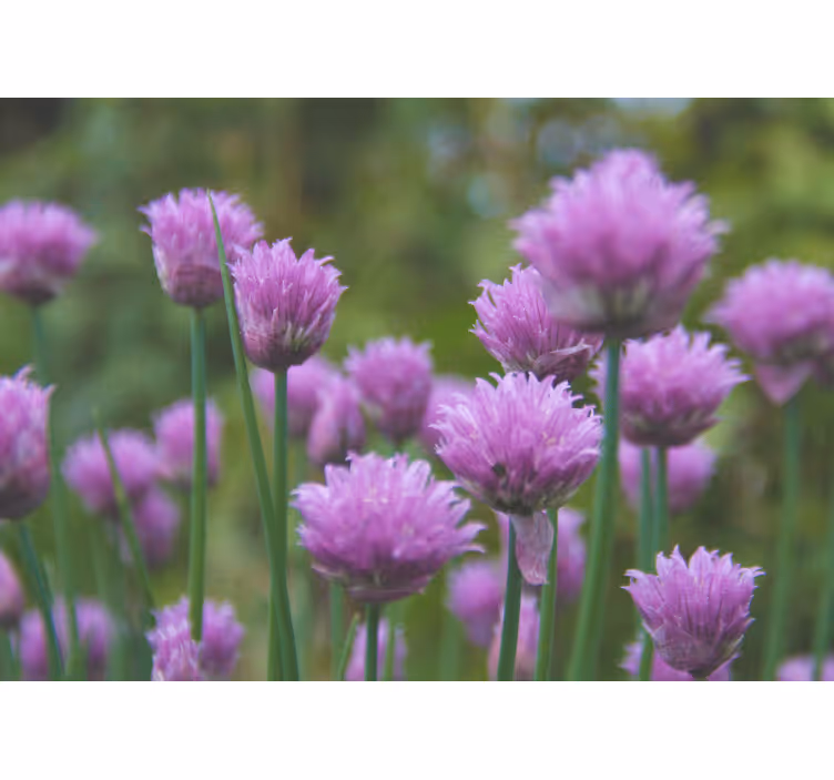 Fototapet blomster gressløkblomsterklase - Tenstickers