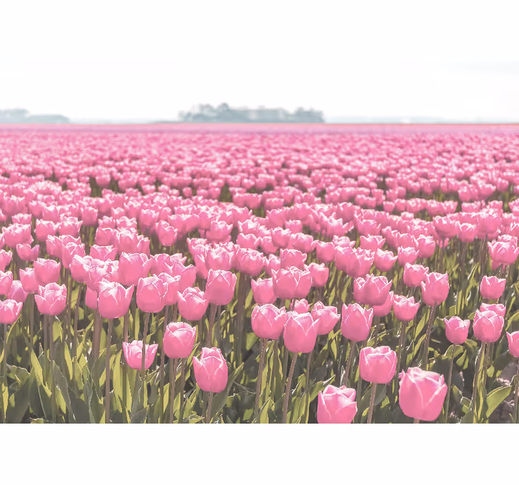 Fototapet valmue rosa tulipaner mark - Tenstickers