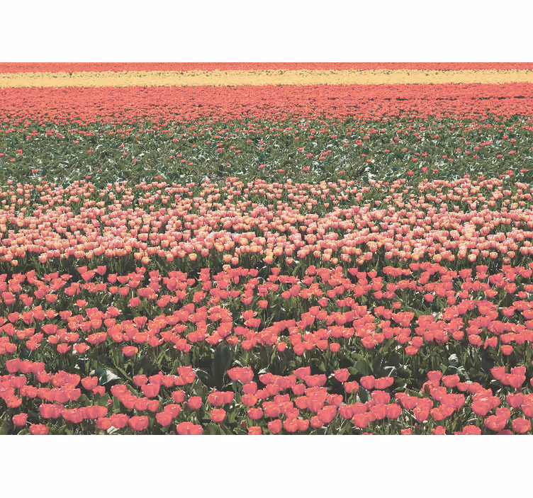 Fototapet blomster tulipanfelt landskap - Tenstickers