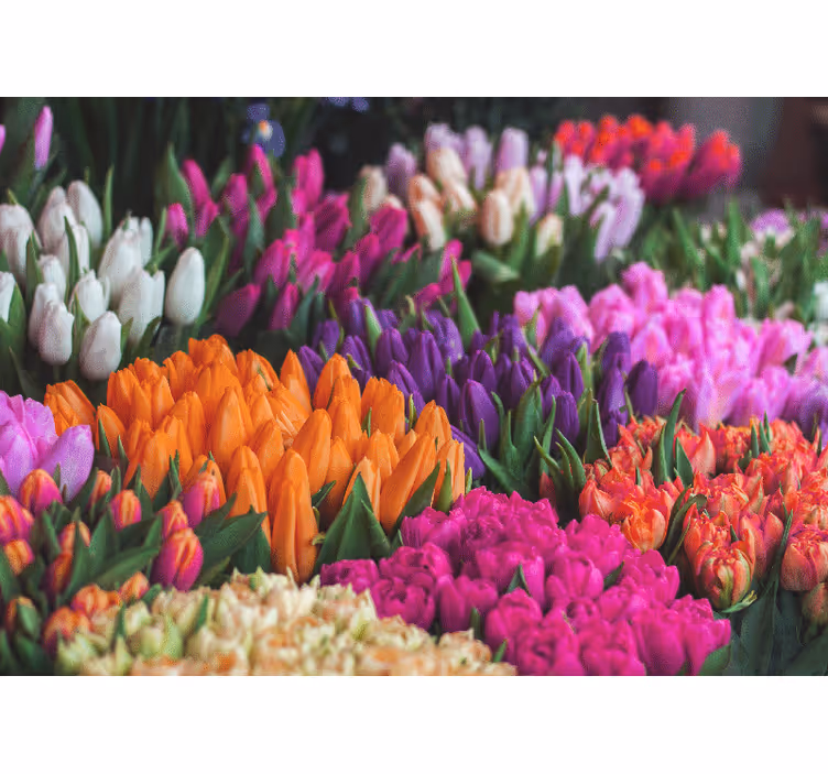 Fototapet blomster tulipanhageutstilling - Tenstickers