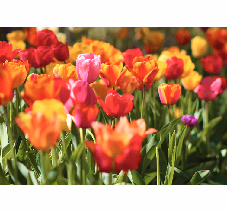 Røde og gule tulipaner fototapet tulipaner - Tenstickers