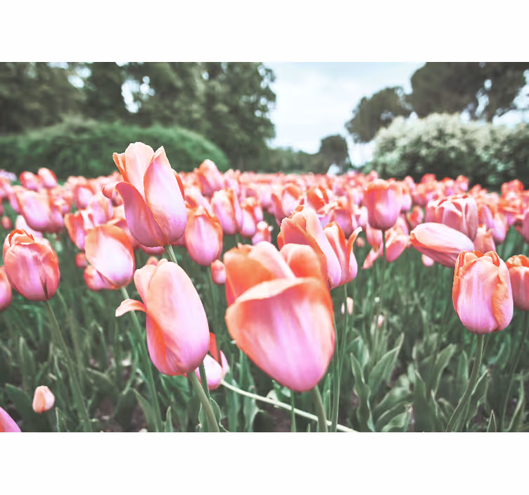 Fototapet valmue blomstrende tulipaner - Tenstickers