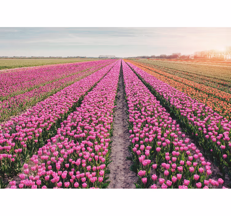 Tulipanlinjefelt fototapet tulipaner - Tenstickers