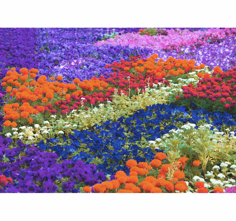 Fargerikt felt fototapet blomster - Tenstickers