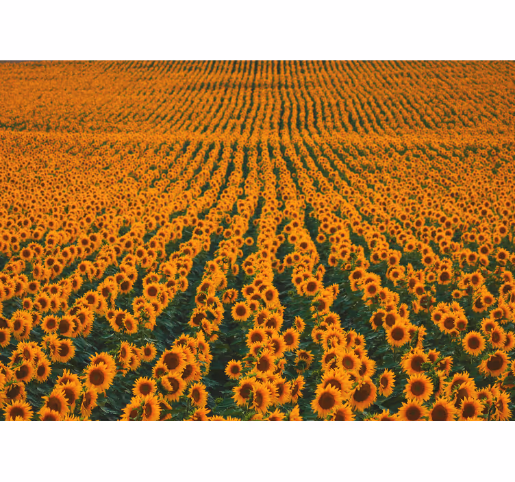 Langt solsikkefelt fototapet blomster - Tenstickers