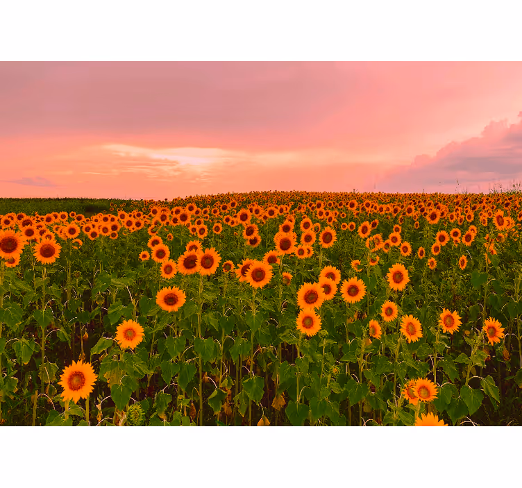 Fototapet blomster solfylt blomstereng - Tenstickers