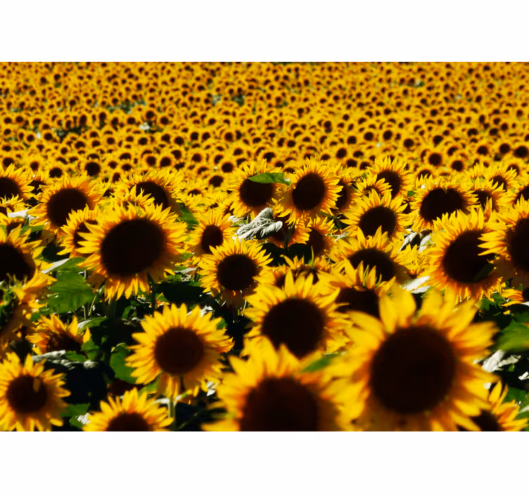 Solsikke felt nær blomst fototapet blomster - Tenstickers