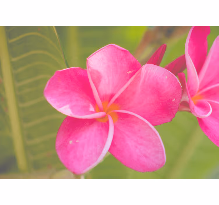 Fototapet blomster rosa blomsterdetaljer - Tenstickers