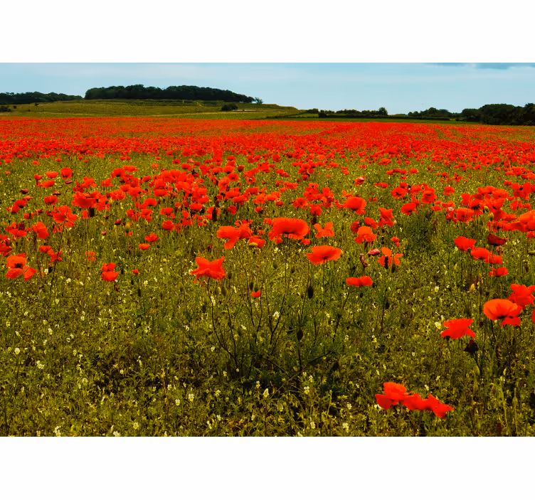 Fototapet valmue livlig valmueåker - Tenstickers