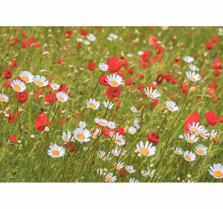 Små hvite blomster fototapet valmue - Tenstickers