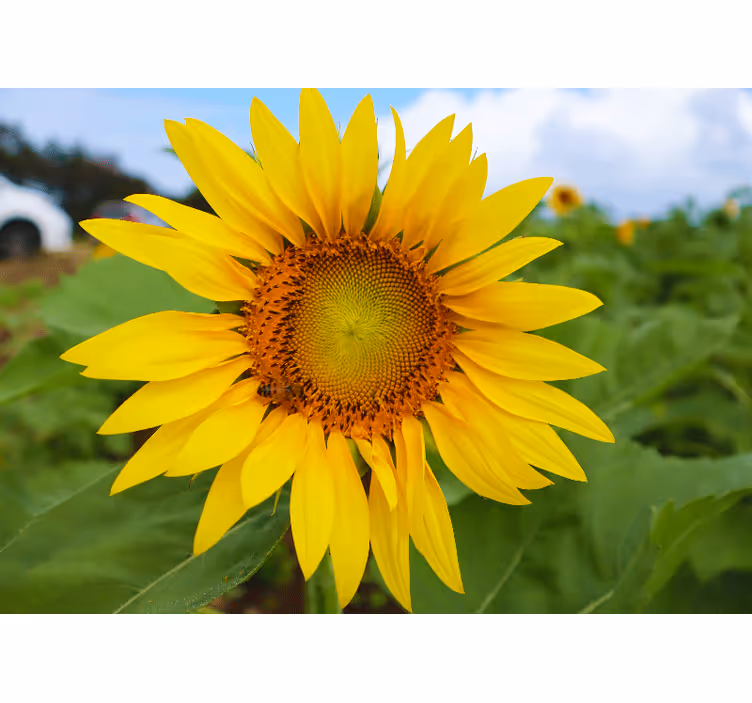 Fototapet blomster solsikke blomstrende skjønnhet - Tenstickers
