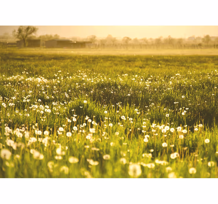 Fototapet blomster løvetanneng scenen - Tenstickers