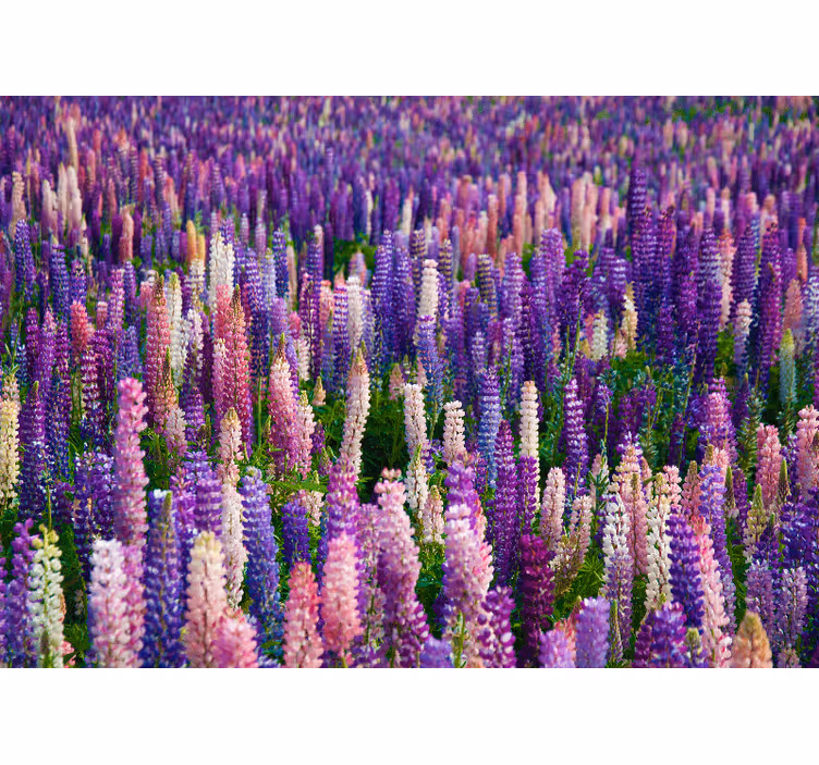 Fototapet blomster frodige lilla blomster - Tenstickers