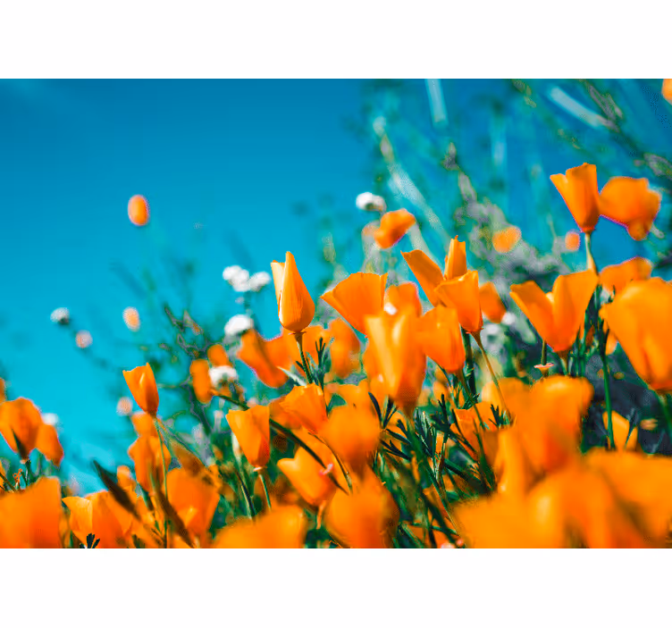 Oransje blomsterfelt fototapet blomster - Tenstickers