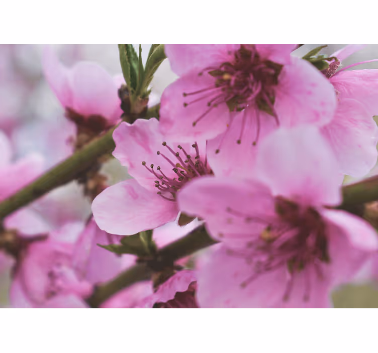 Fototapet valmue strålende rosa blomster - Tenstickers