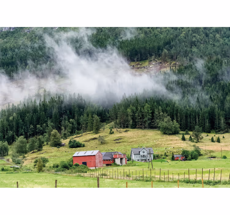 Norsk skog fototapet natur - Tenstickers