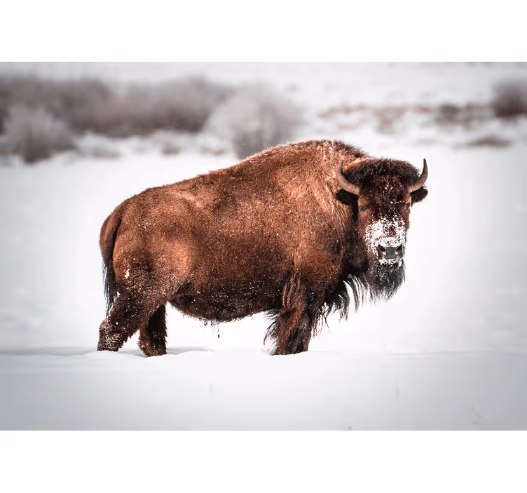 Fototapet dyr majestetisk bisonholdning - Tenstickers