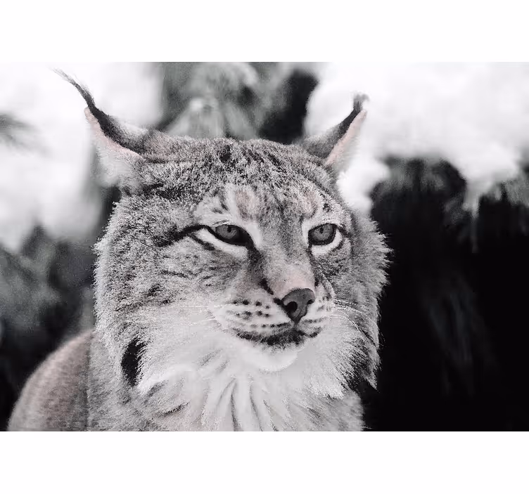 Fototapet dyr lynx med intens blikk - Tenstickers