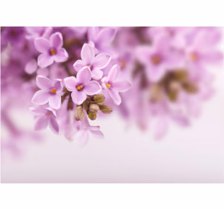 Fototapet blomster delikate lilla blomster - Tenstickers