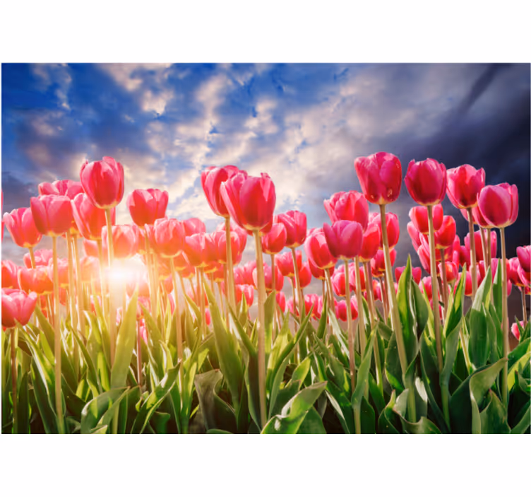 Fototapet blomster strålende tulipanfelt - Tenstickers