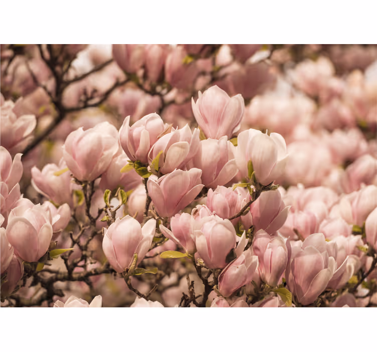 Magnolia blomster design fototapet magnolia - Tenstickers