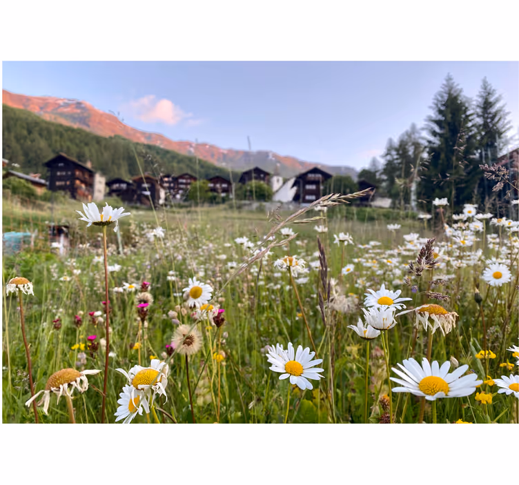 Fototapet blomster blomstrende engutsikt - Tenstickers