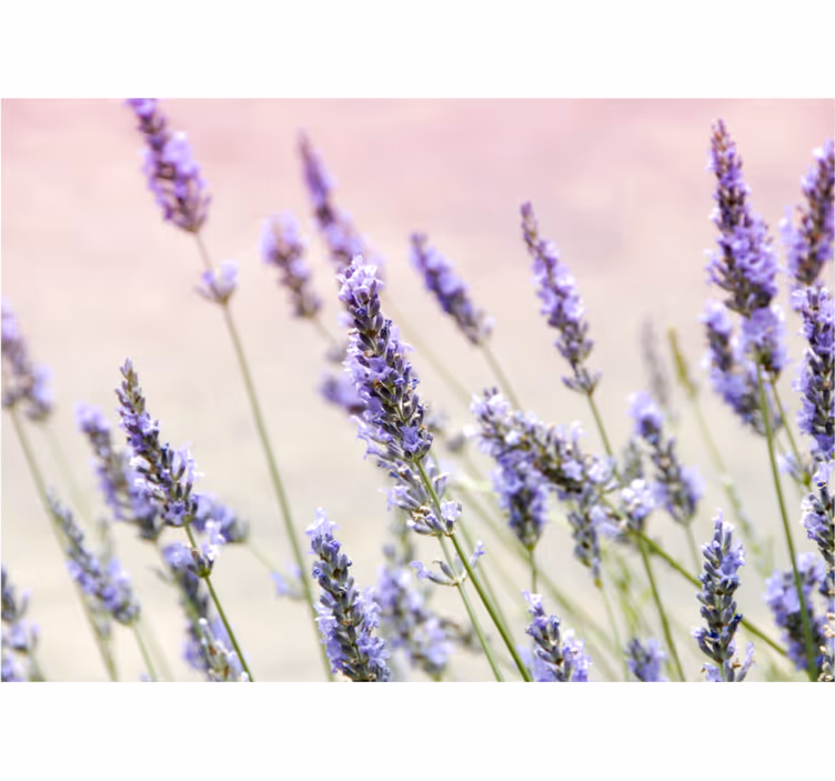 Fototapet blomster lavendelblomst eleganse - Tenstickers