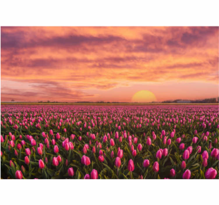 Fototapet blomster tulipanfelt ved solnedgang - Tenstickers