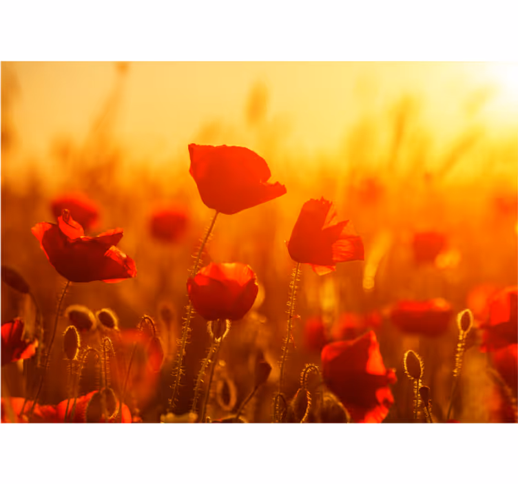 Solrikt bilde med blomster fototapet ekteskap - Tenstickers