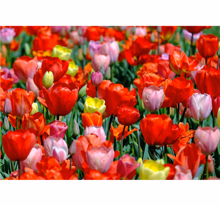 Fototapet blomster fargerik tulipaner eng - Tenstickers