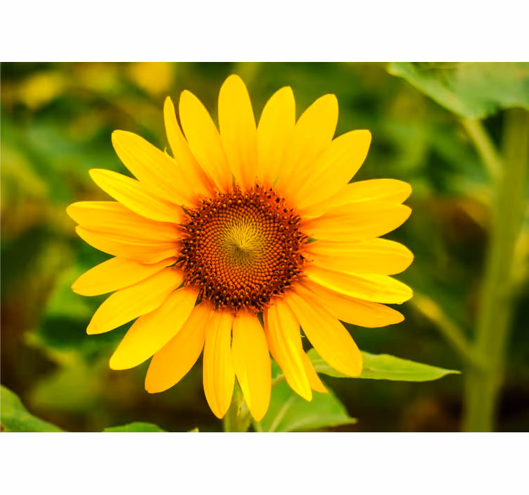 En enkel solblomst fototapet blomster - Tenstickers