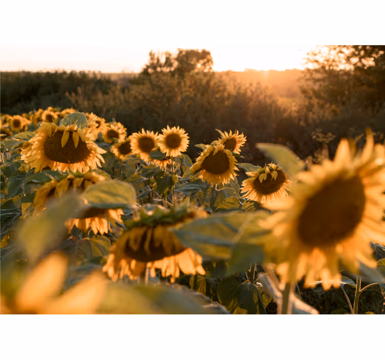 Solsikke solskinn fototapet blomster - Tenstickers