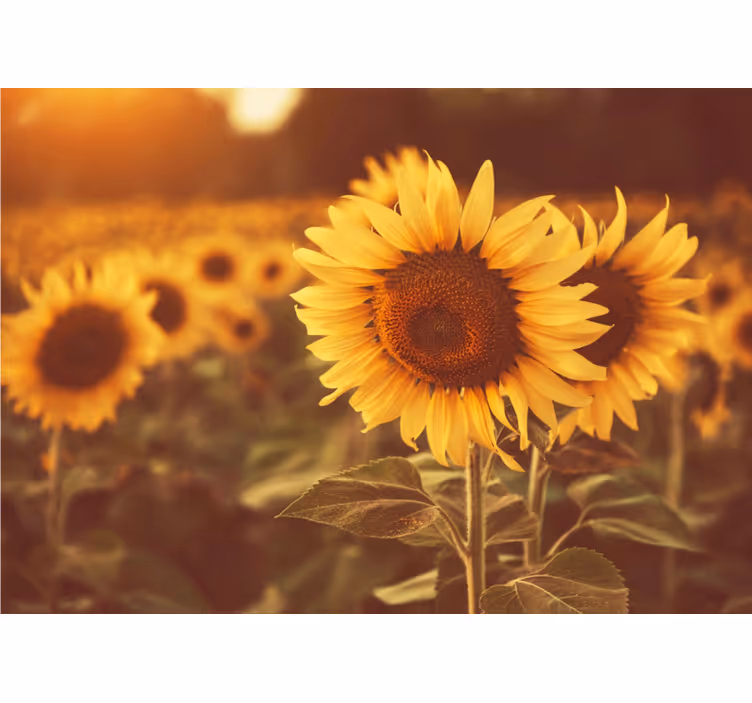 Fototapet blomster solfyllte enger - Tenstickers