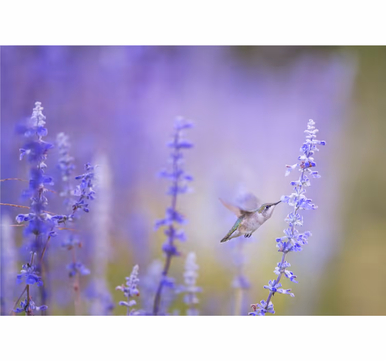 Fototapet blomster kolibri og blomster - Tenstickers