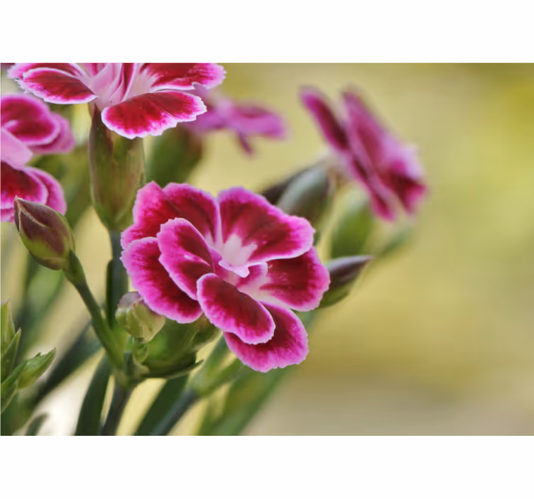 Nærbilde nellik fototapet blomster - Tenstickers