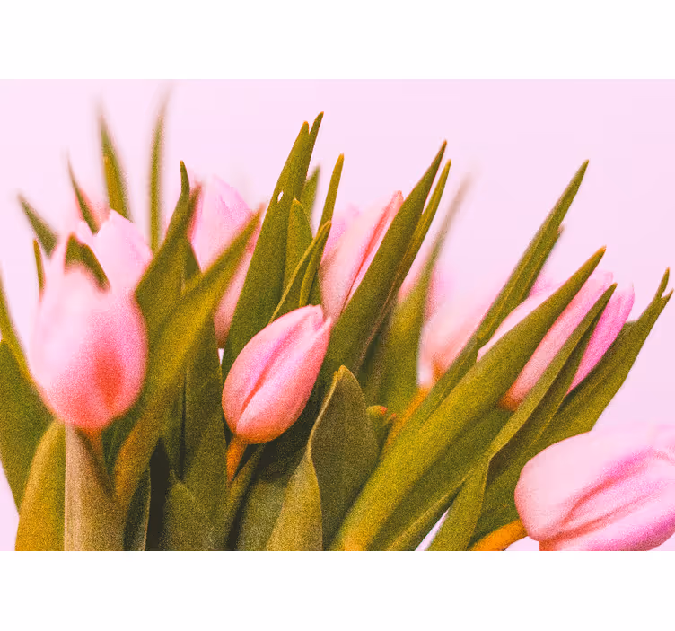 Fototapet valmue rosa tulipanblomster - Tenstickers
