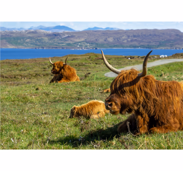 Fototapet natur highland cattle beite - Tenstickers