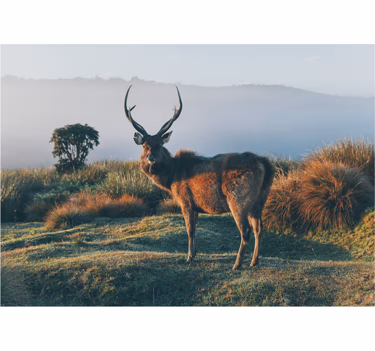 Norsk landskap med reinsdyr fototapet natur - Tenstickers