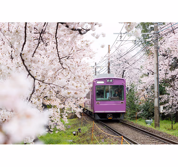 Fototapet byer kirsebærblomst tog - Tenstickers