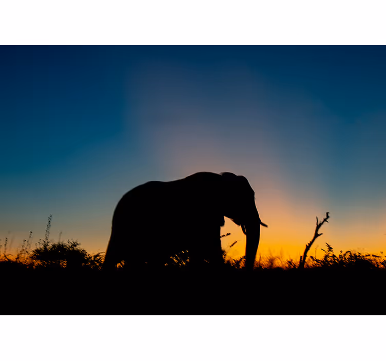Fototapet dyr elefant silhuett solnedgang - Tenstickers