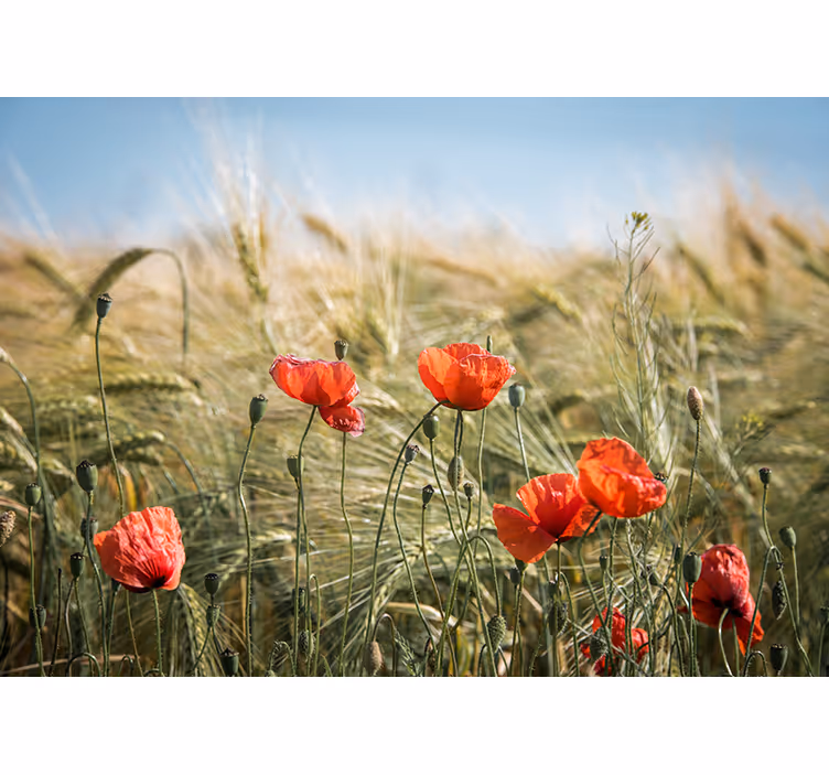 Fototapet valmue engens ro - Tenstickers