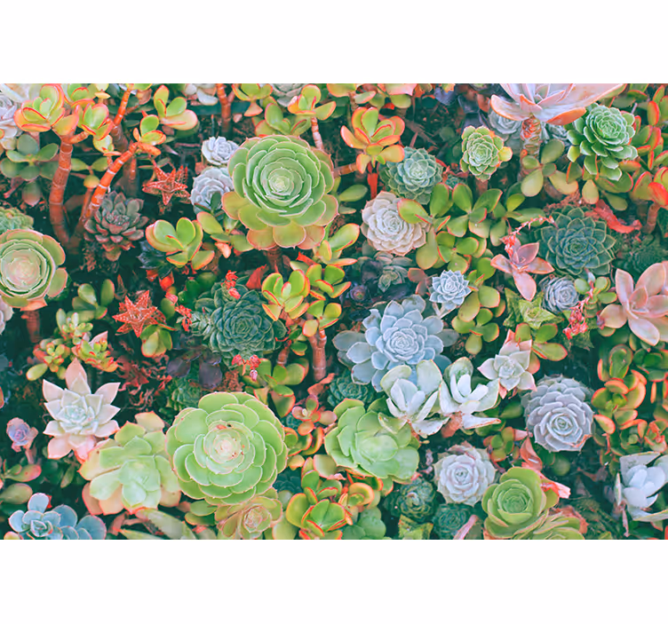 Fototapet blomster saftige hageplanter - Tenstickers